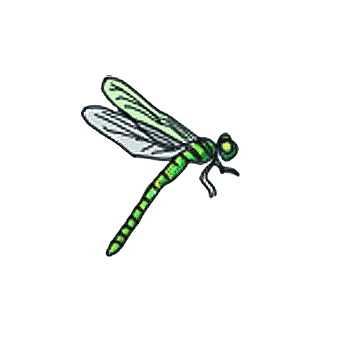 libellule argia libellule argia